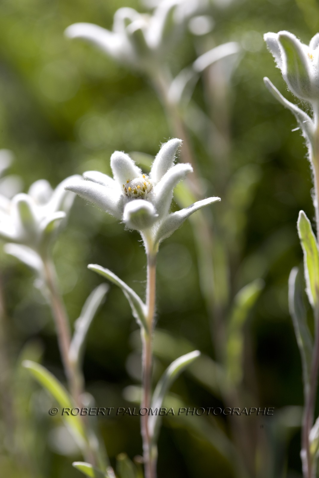 Edelweiss, Leontopodium alpinum.