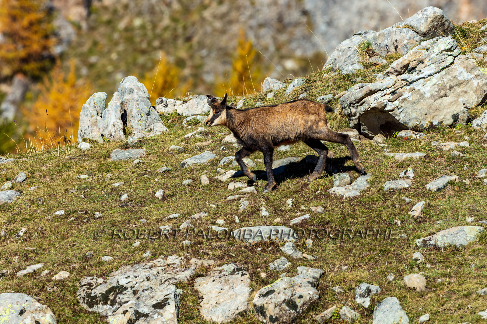 Chamois, Rupicapra rupicapra