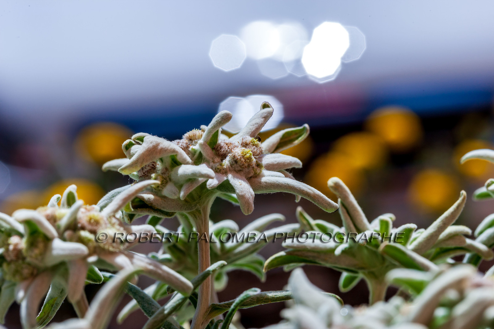 France, Alpes-de-Haute-Provence (04) Val d'Allos