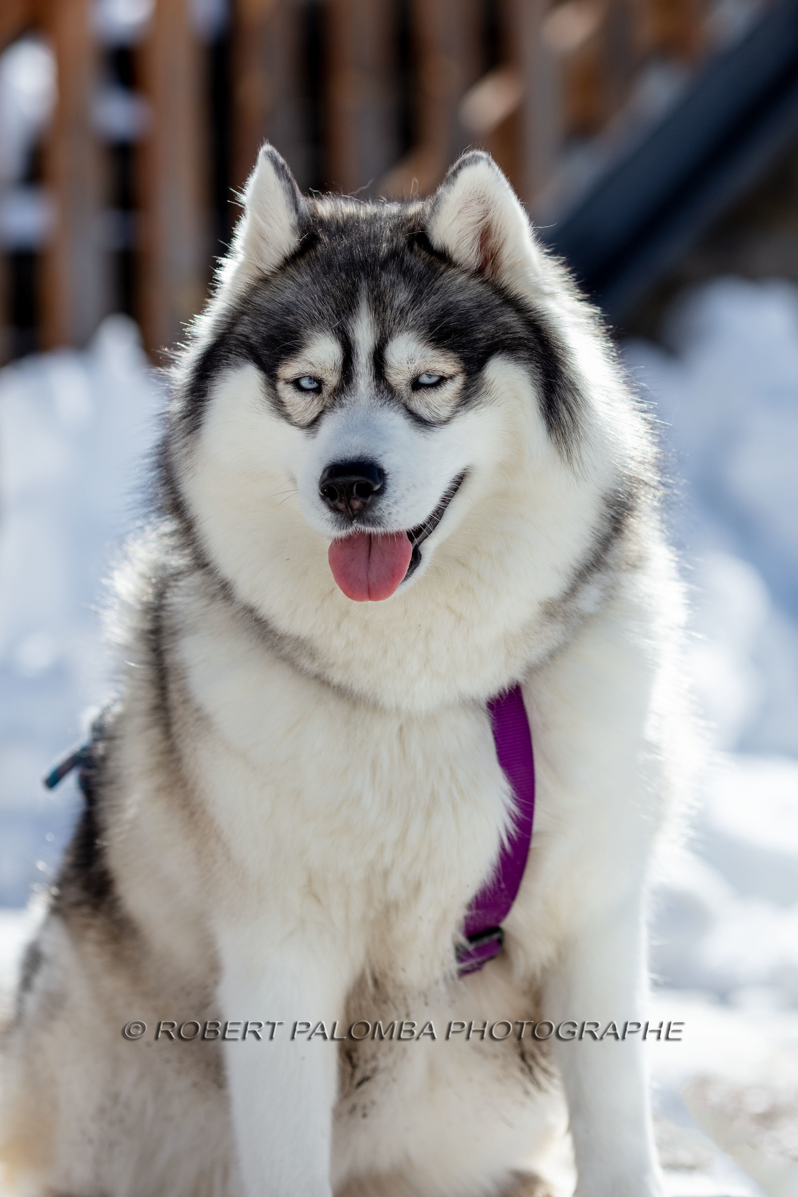 Husky