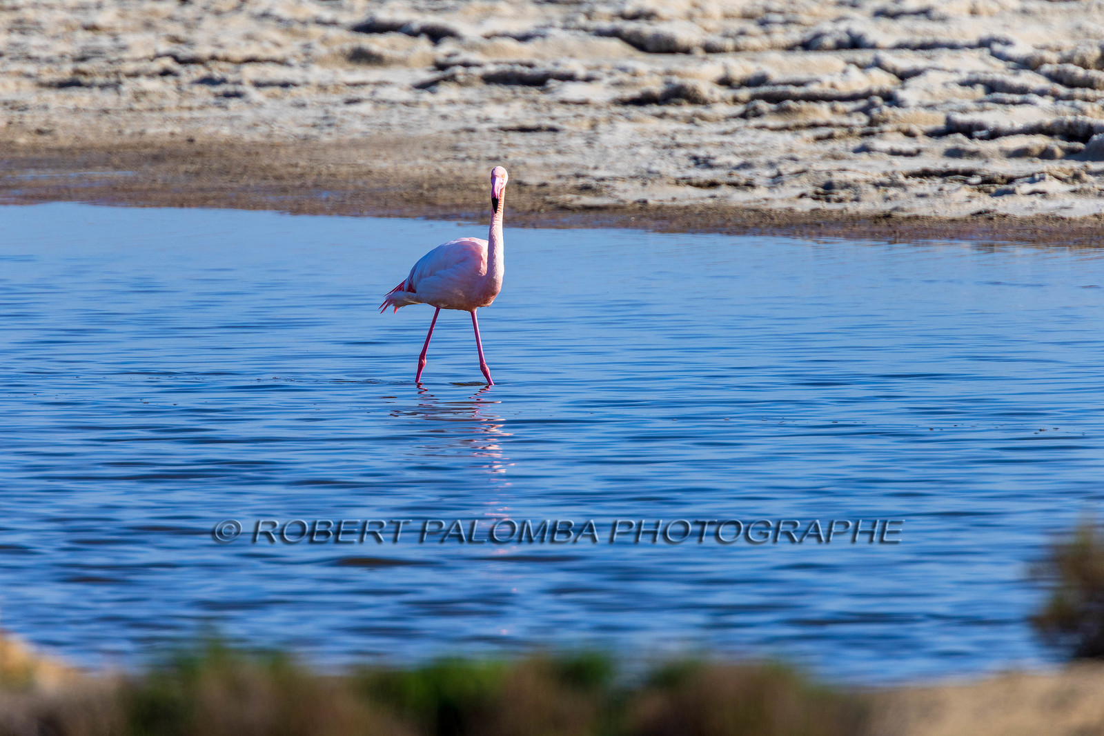 Flamant rose