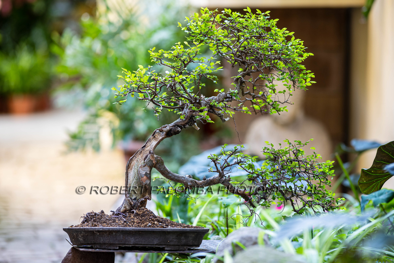 Bonsai
