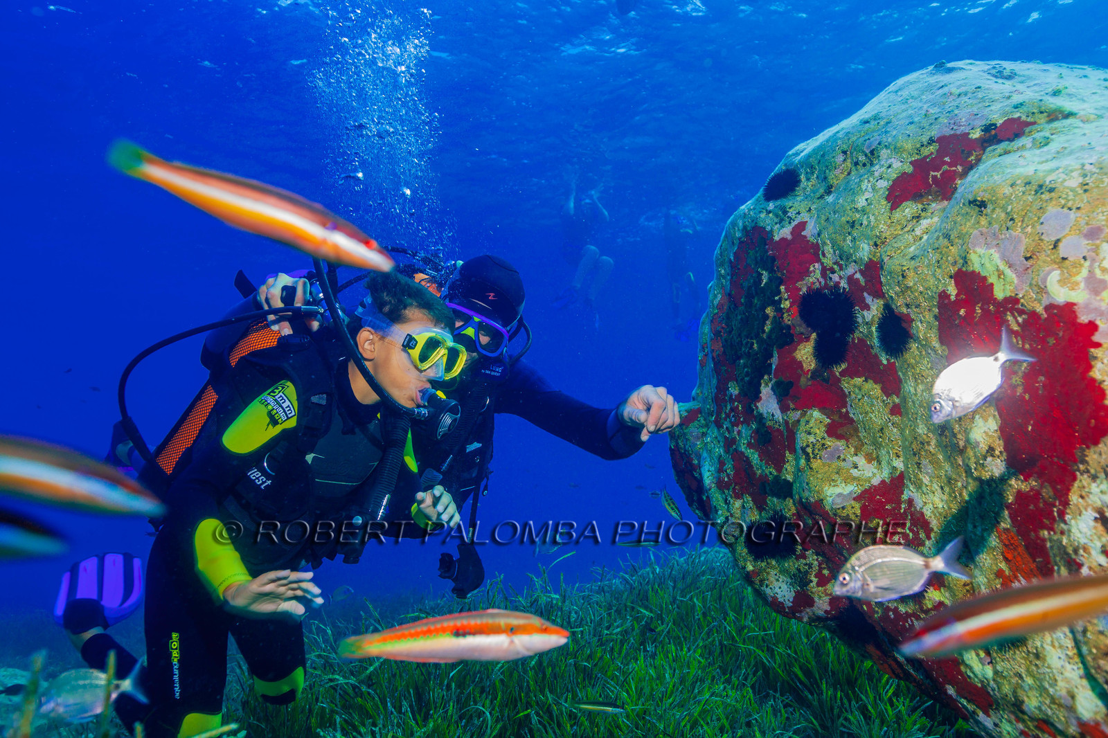 Plongée-sous-marine