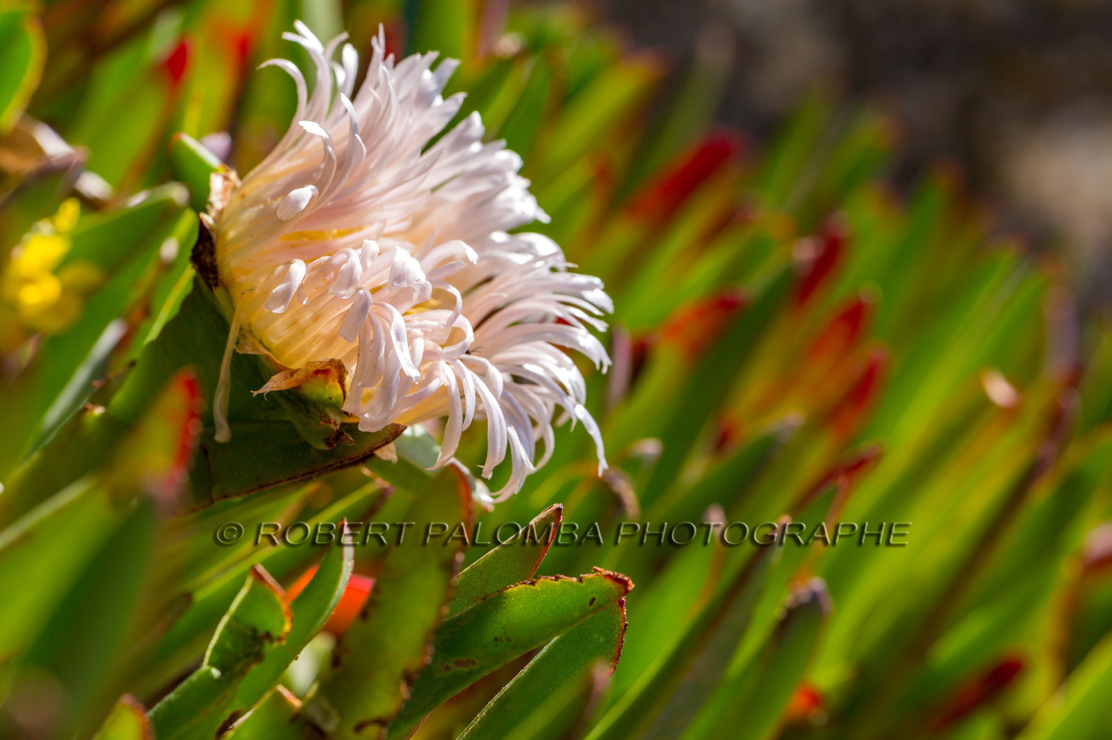 Flore Méditerranéenne
