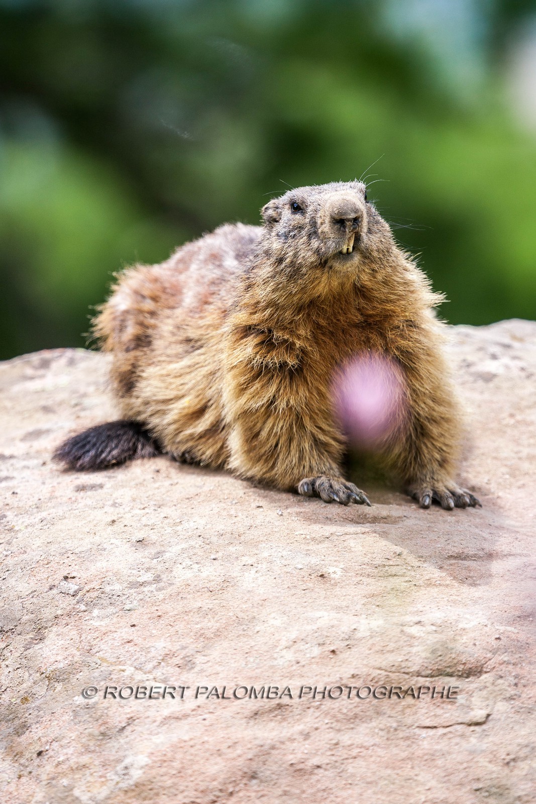 Marmotte, Marmota