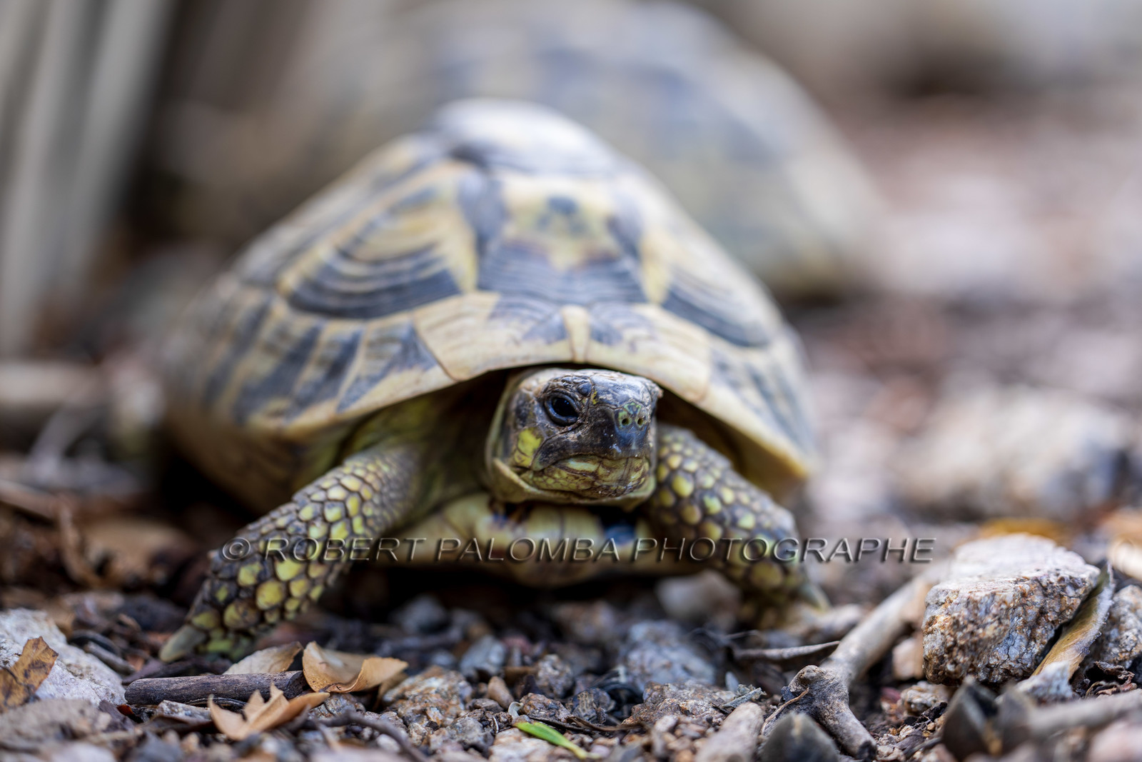 Tortue d'Hermann