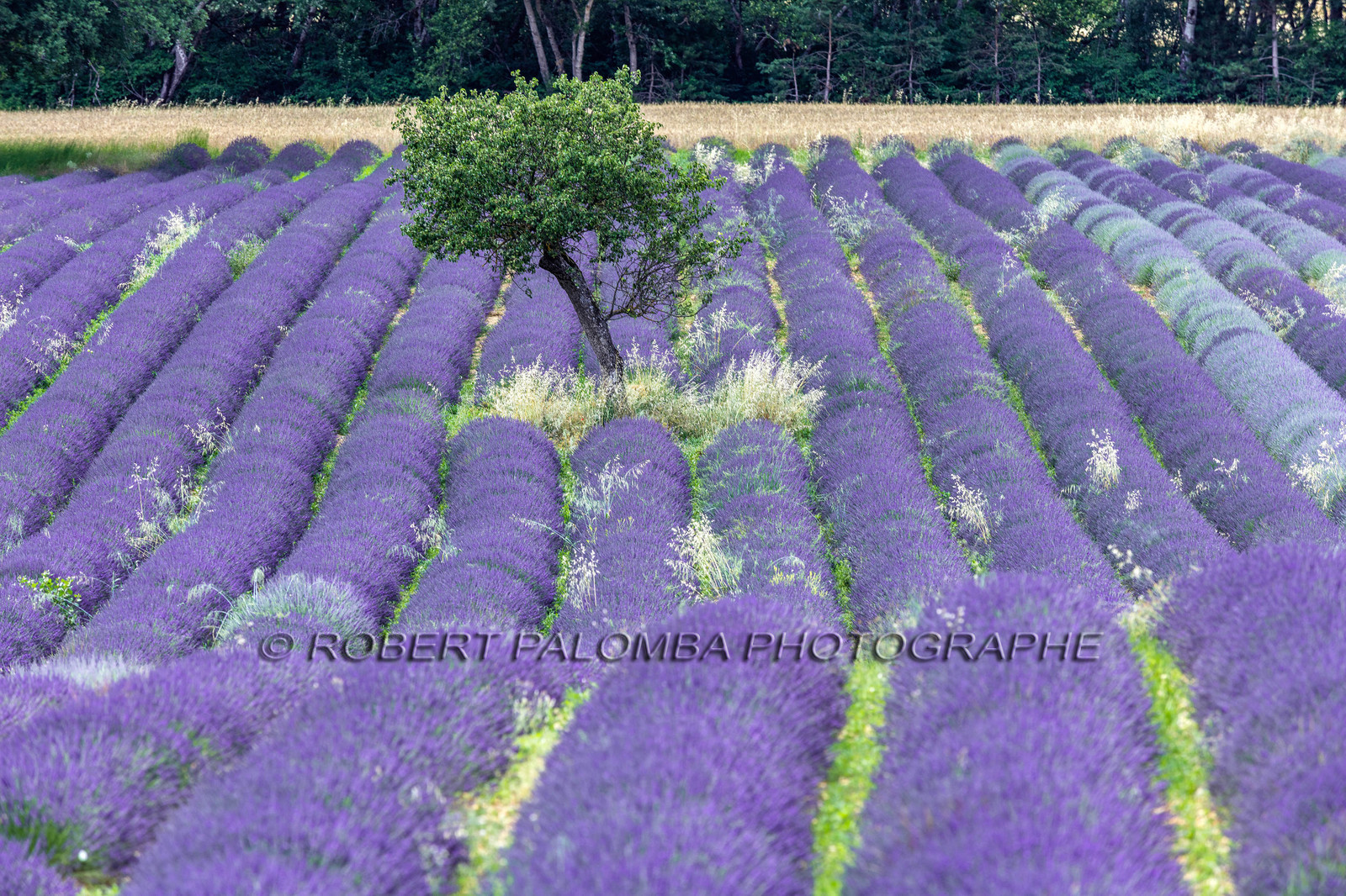 Lavande, Lavandula