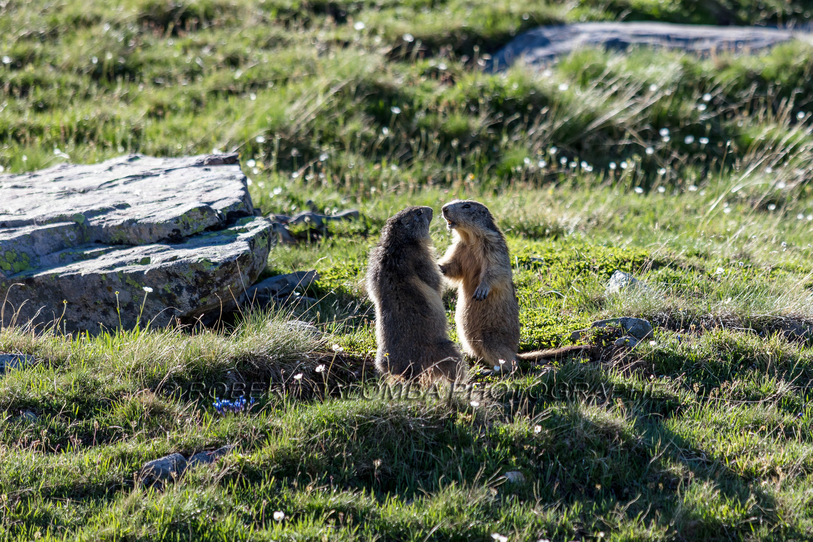 Marmotte, Marmota