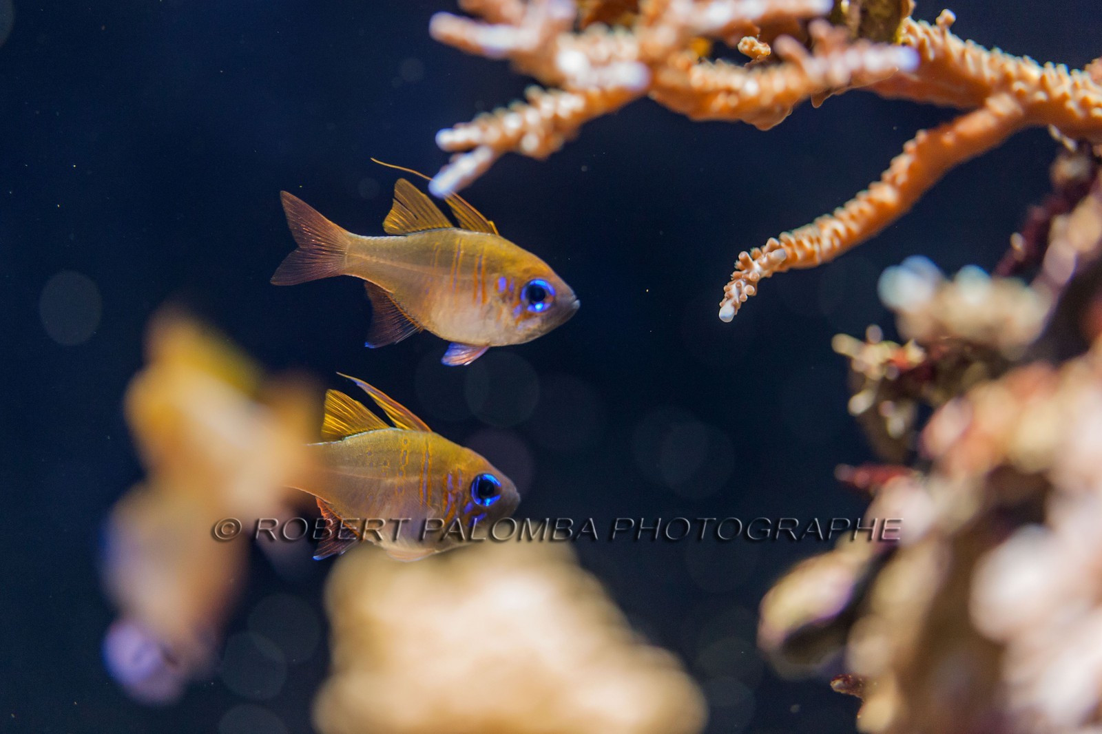 Musée Océanographique de Monaco