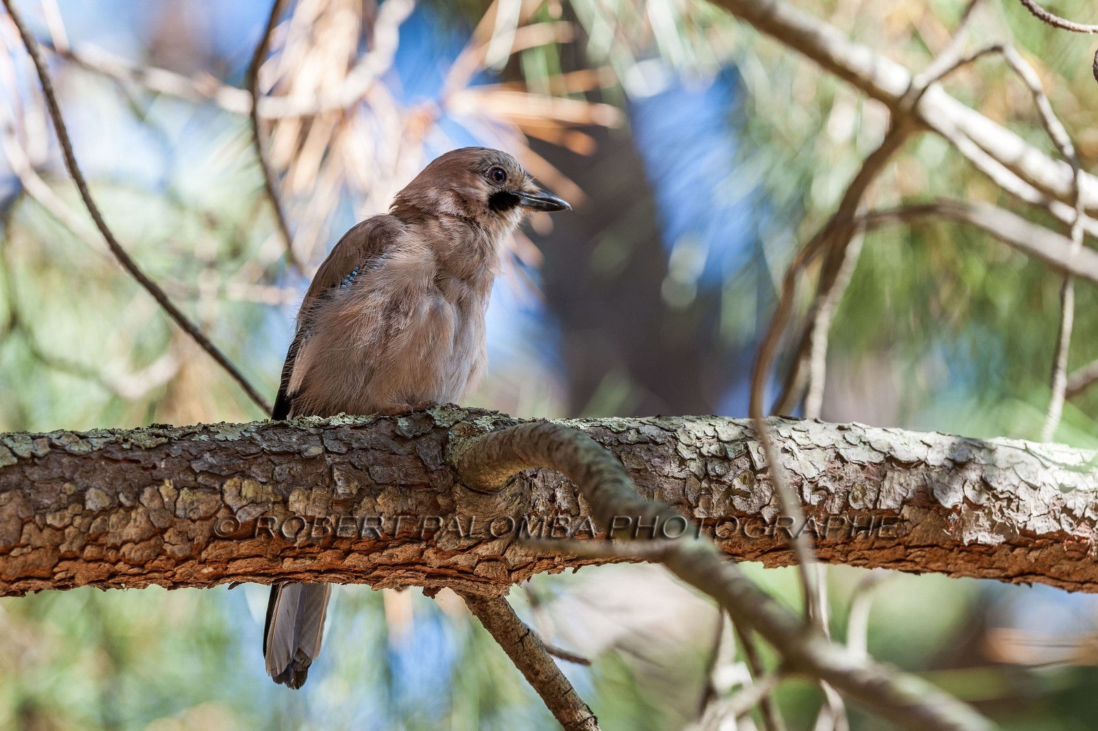 Geai des chênes, Garrulus glandarius