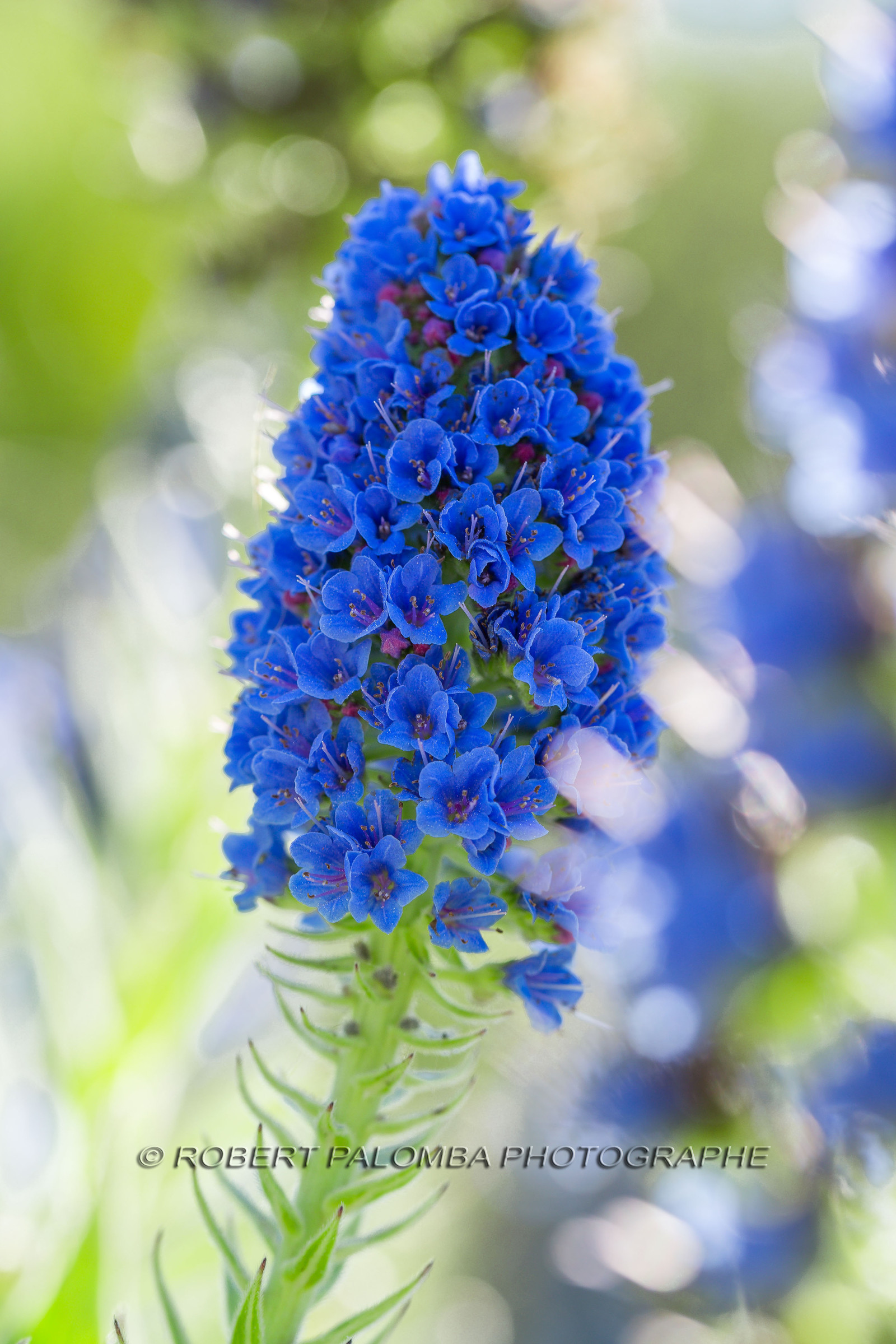 Flore Méditerranéenne