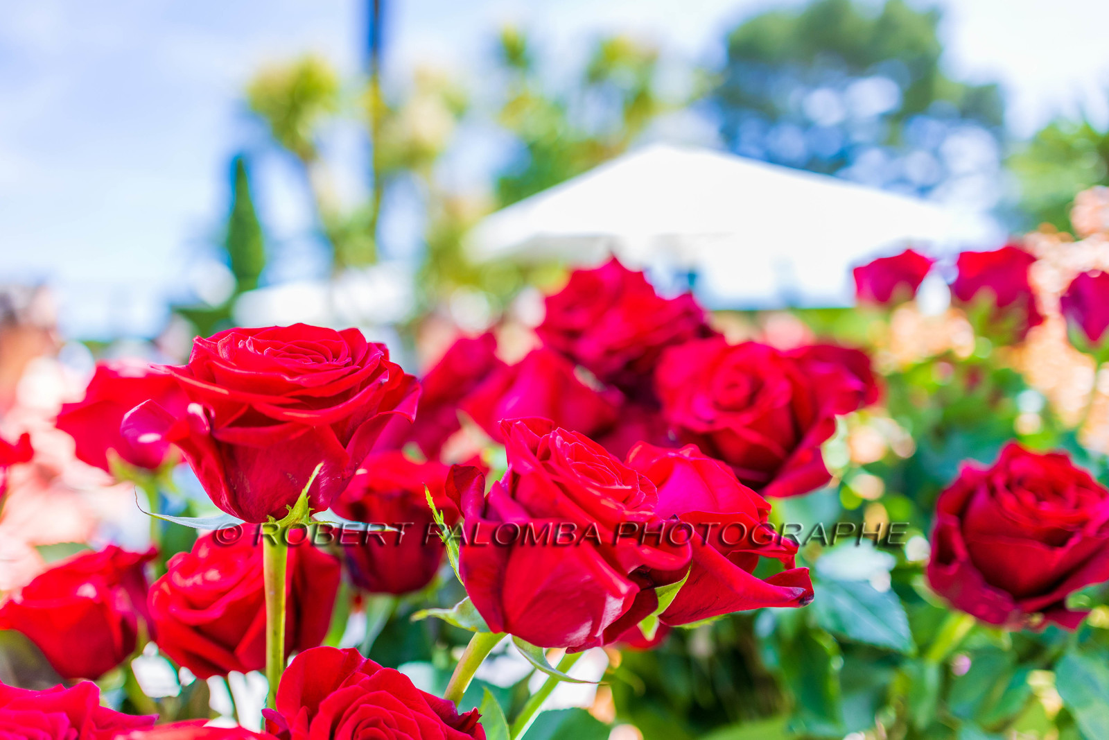 Saint-Jean-Cap-Ferrat