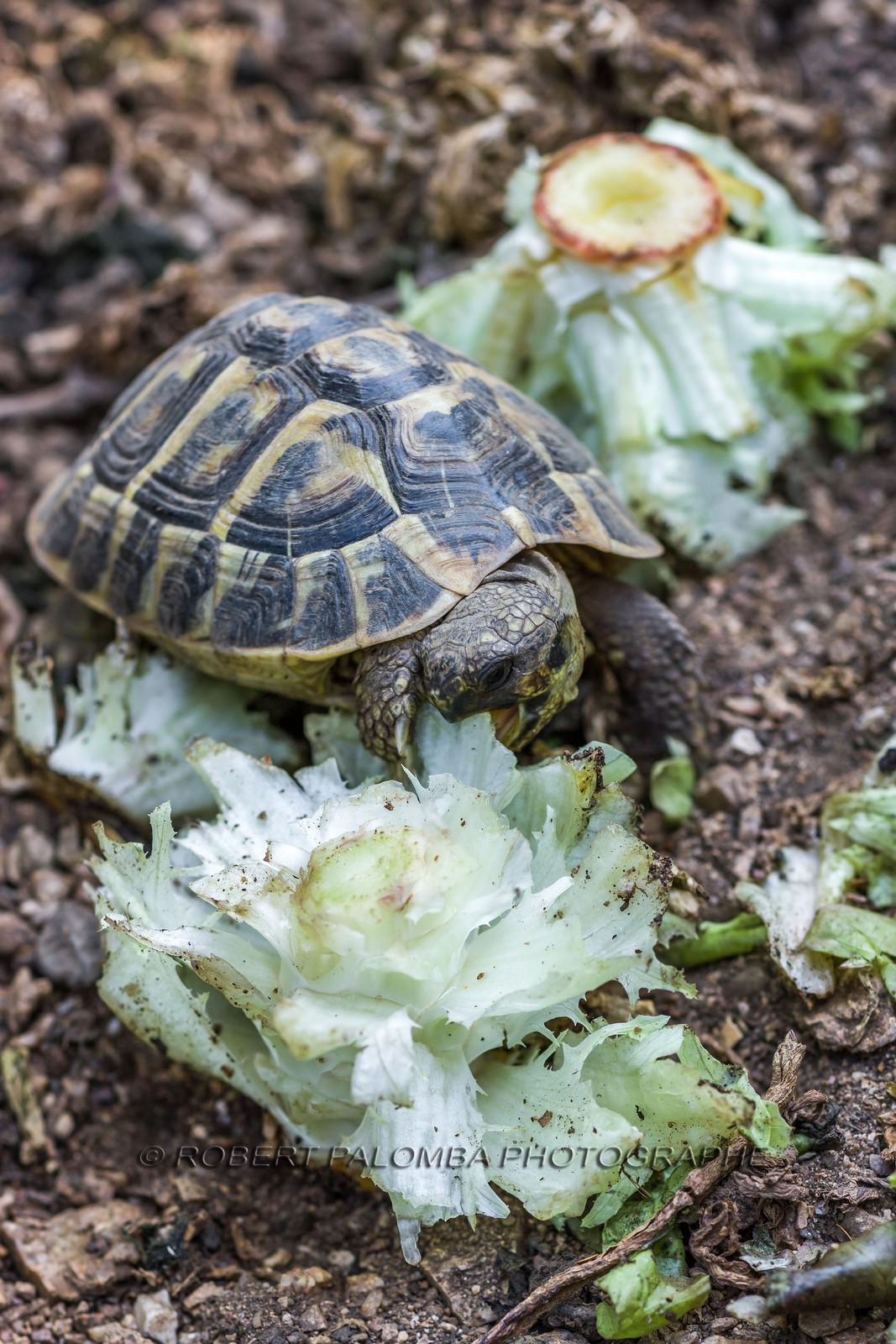 Tortue d'Hermann, Testudo hermanni