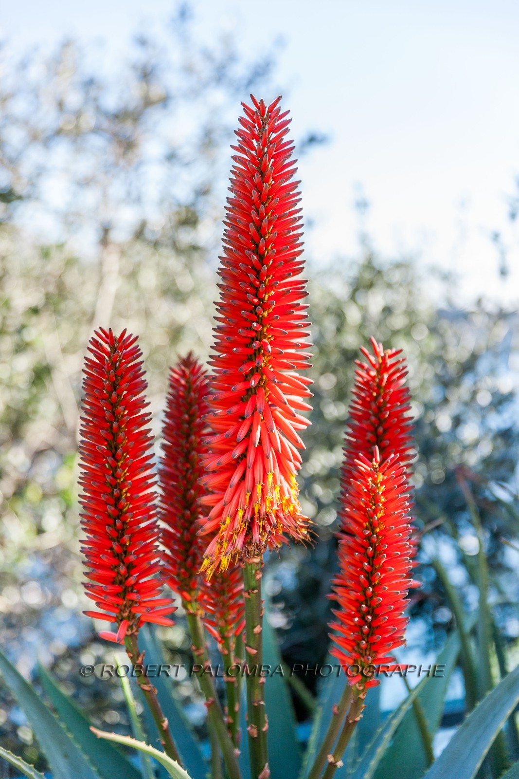 Flore méditerranéenne