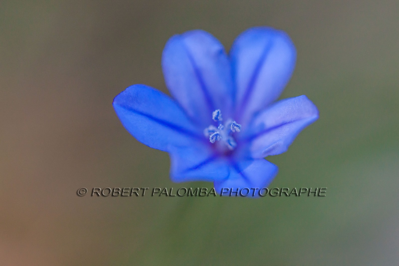 Aphyllante de Montpellier