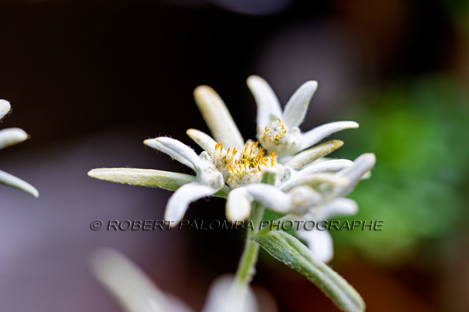 Edelweiss