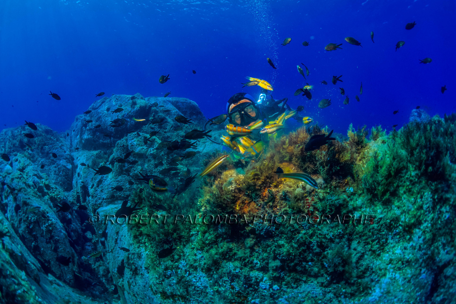 Plongée sous-marine