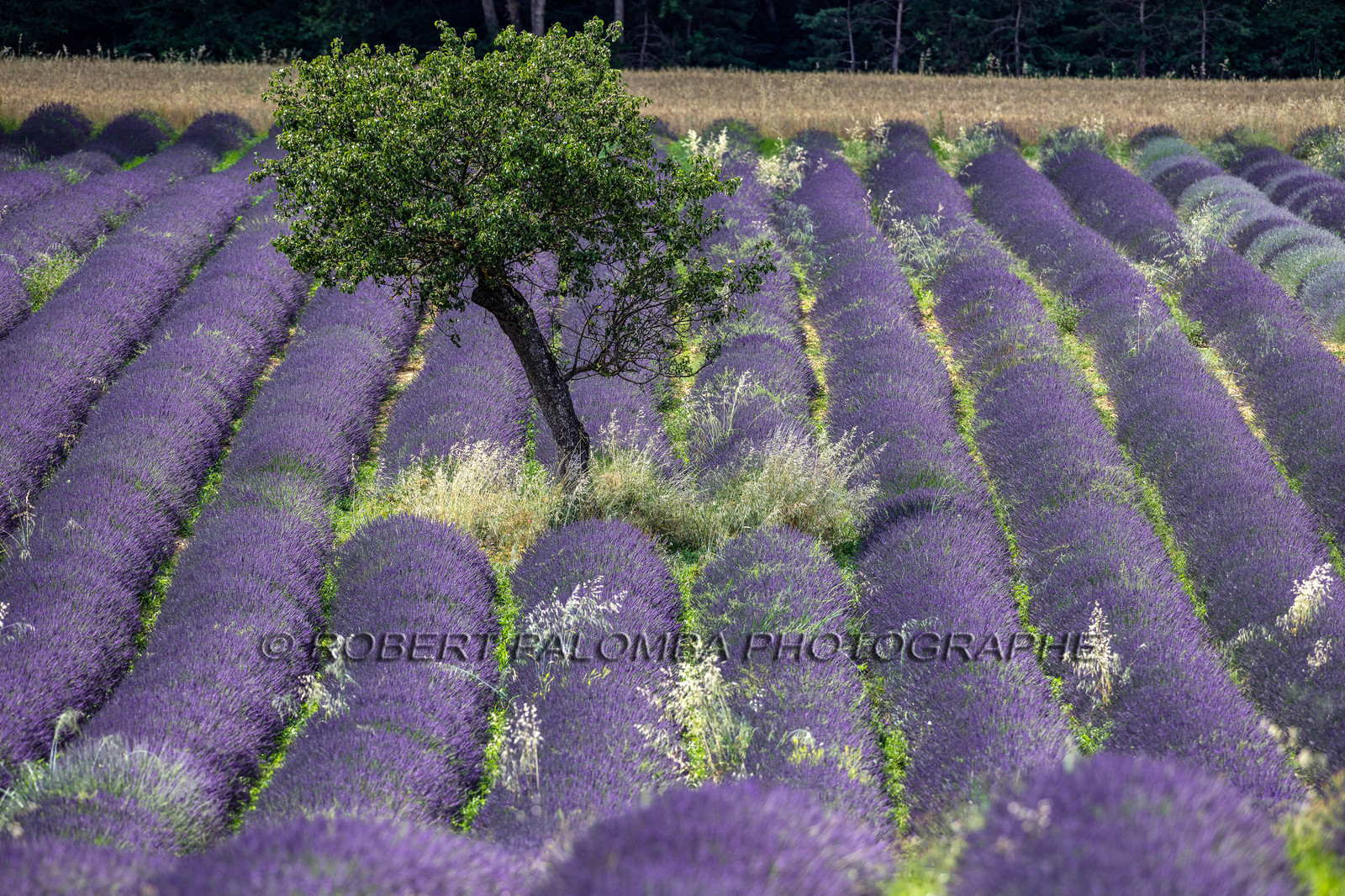 Lavande, Lavandula