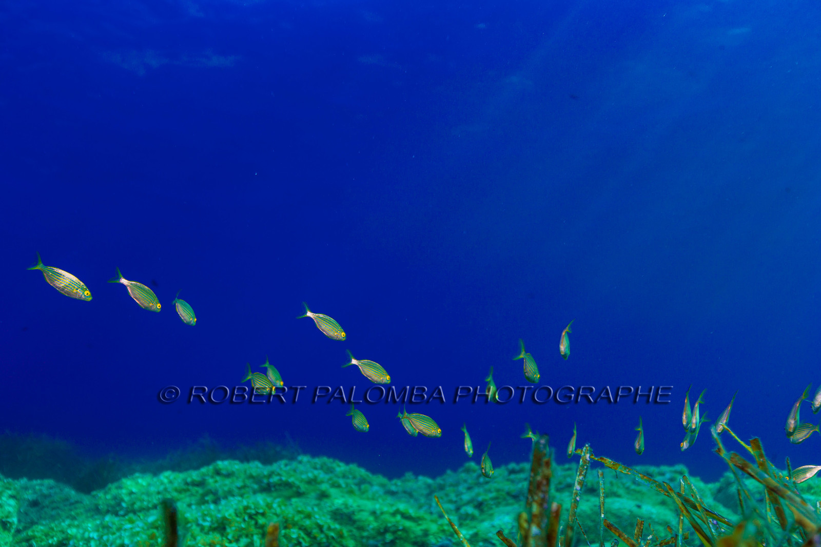 Plongée-sous-marine