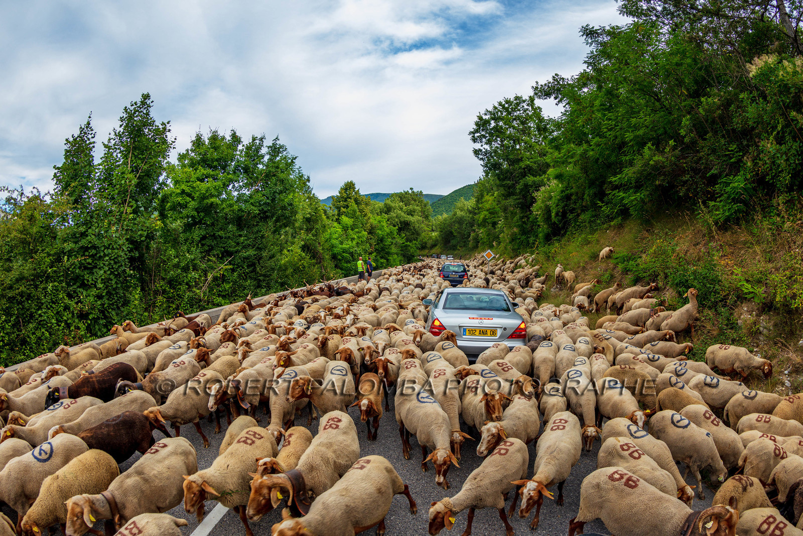 Transhumance