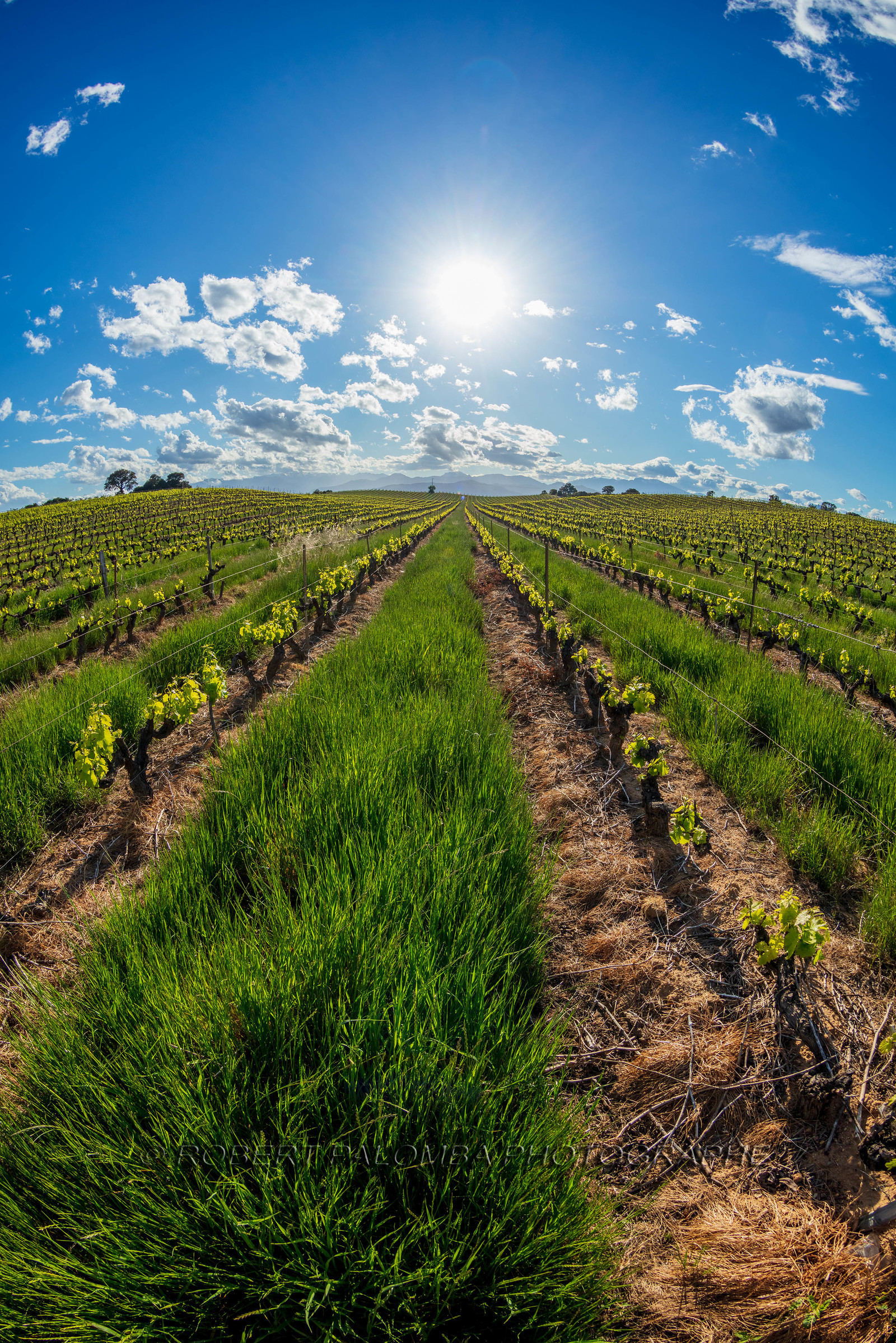 Vignoble corse