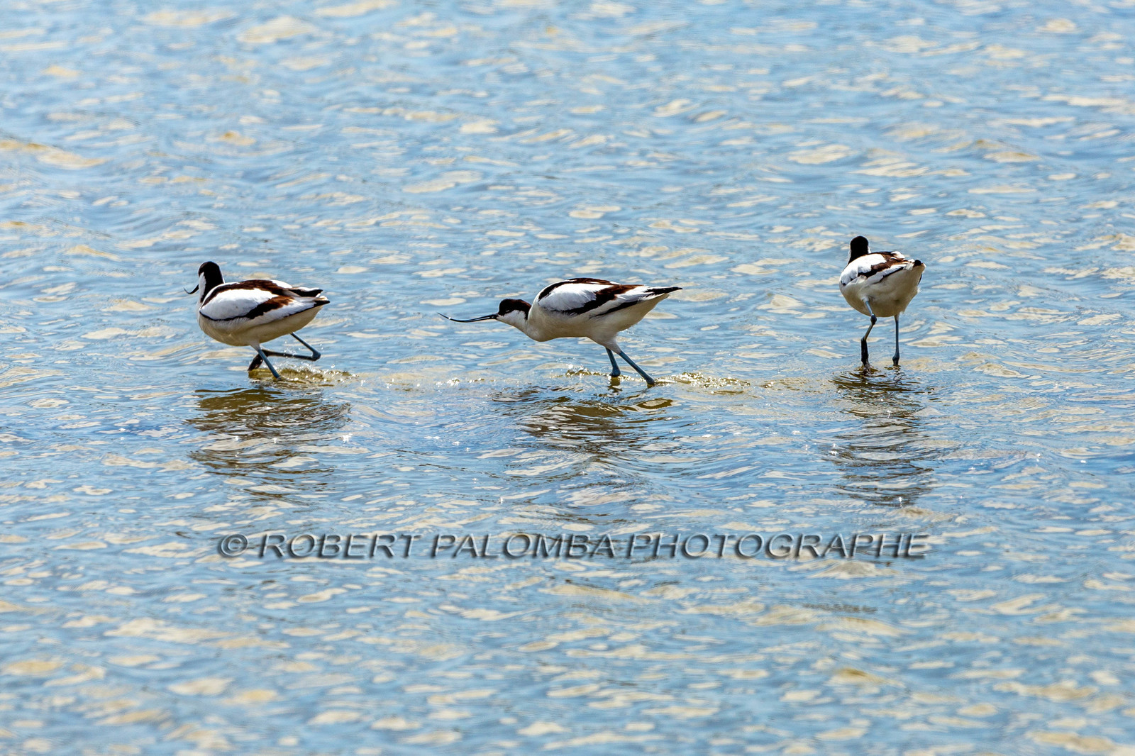 Salins d'Hyères