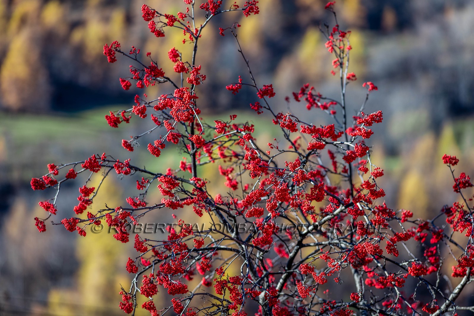 Sorbier des oiseleurs