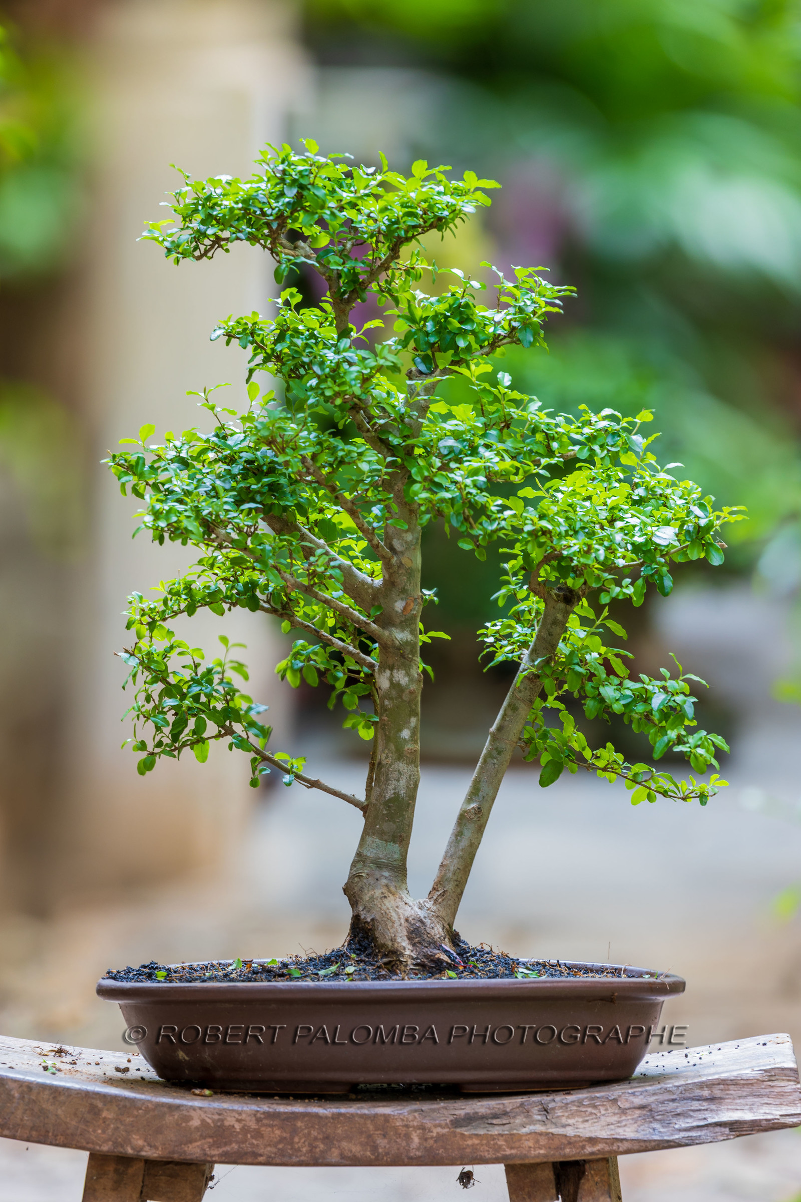Bonsai