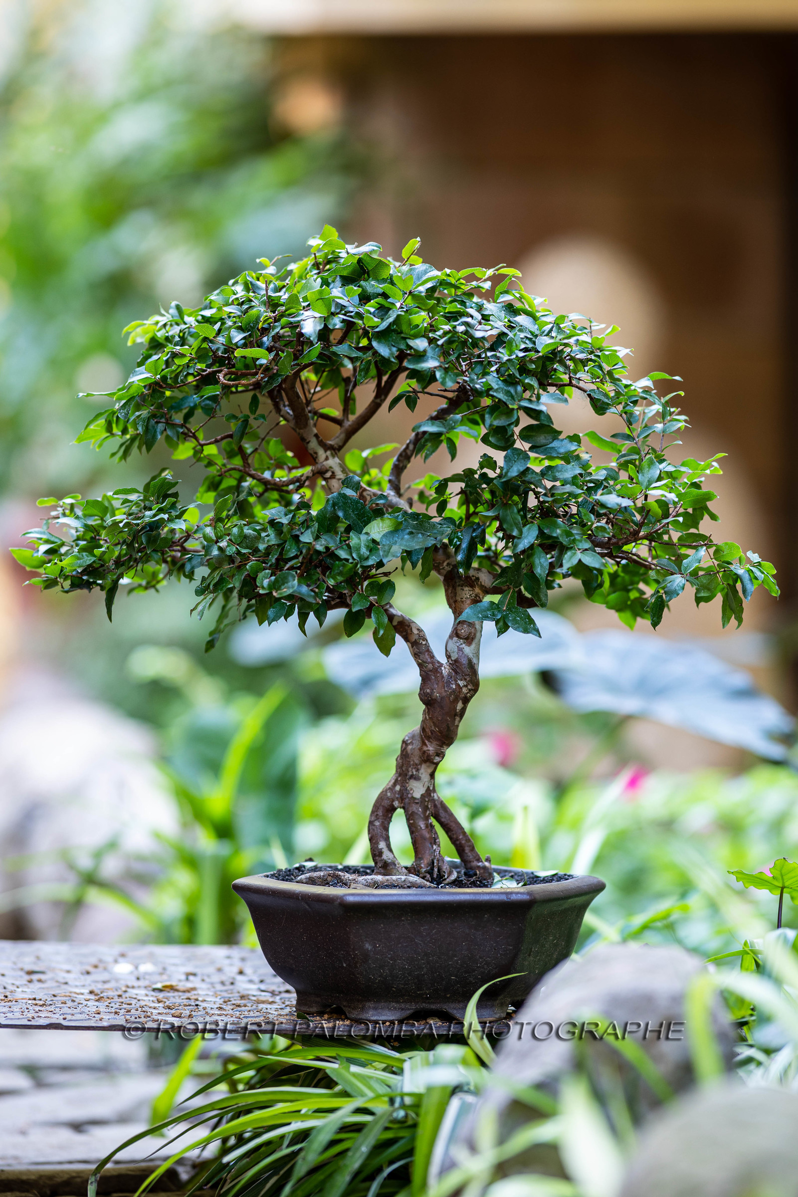 Bonsai