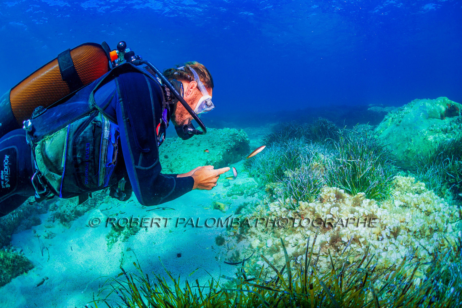 Plongée-sous-marine