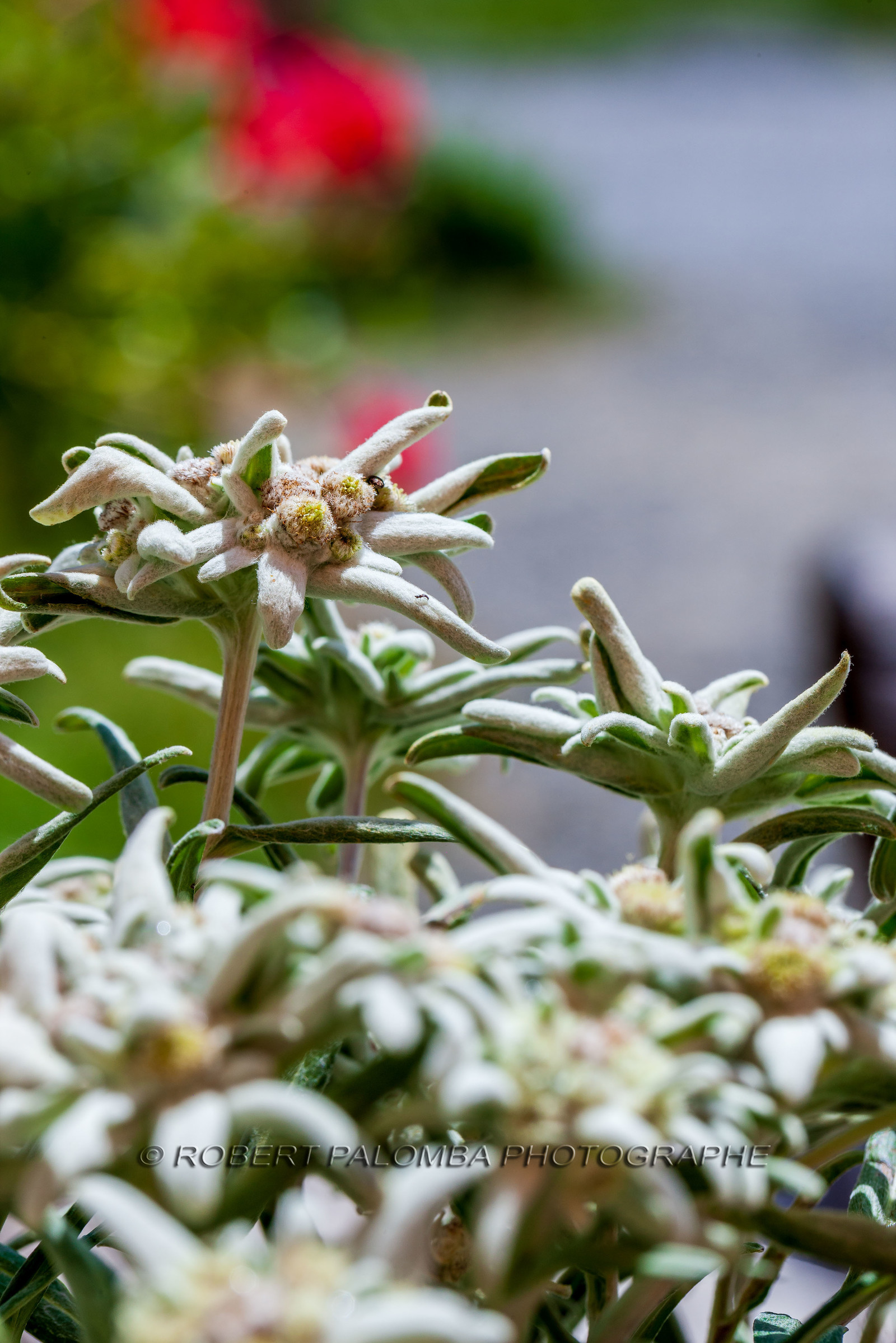 Alpes-de-Haute-Provence (04) Val d'Allos