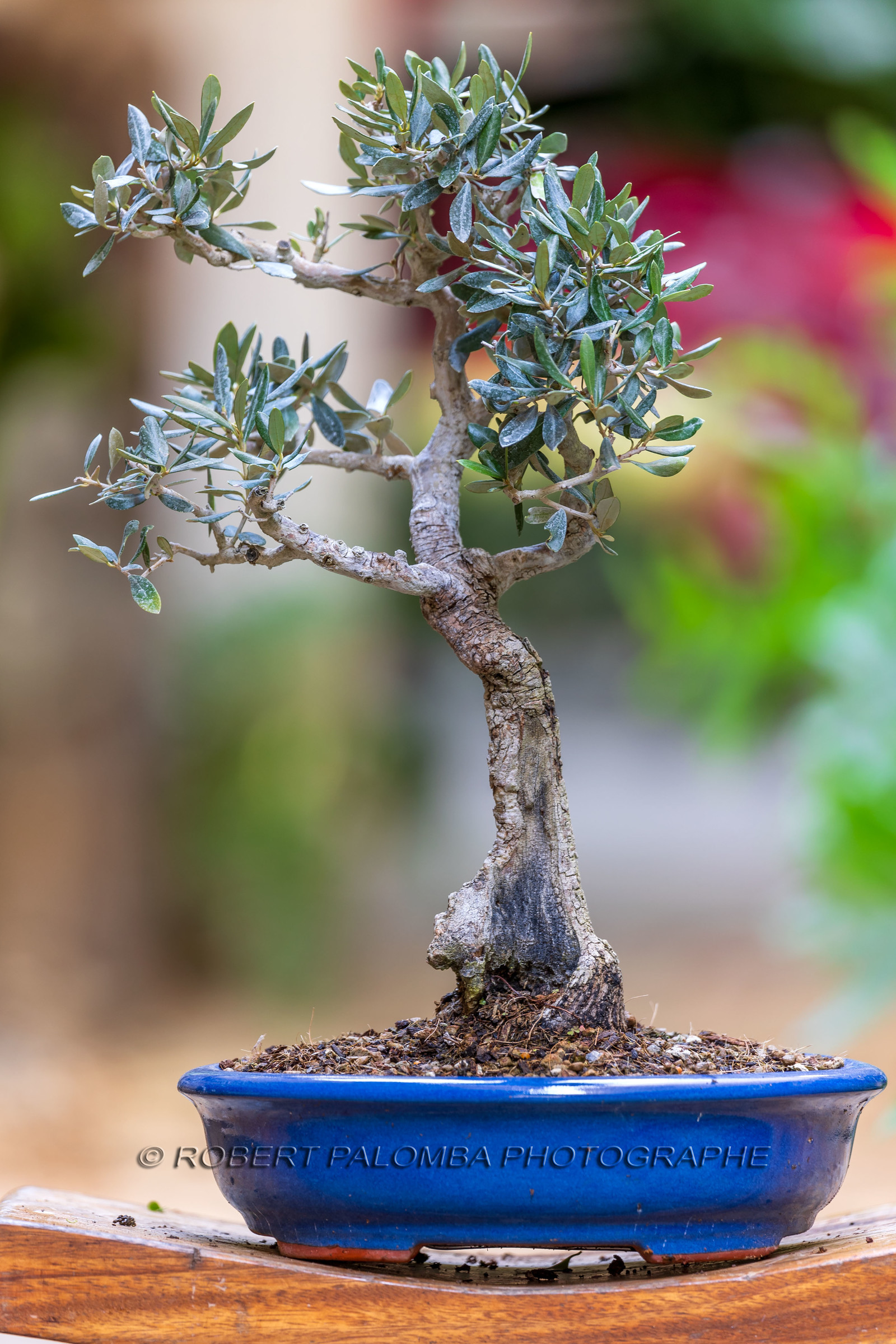 Bonsai Center