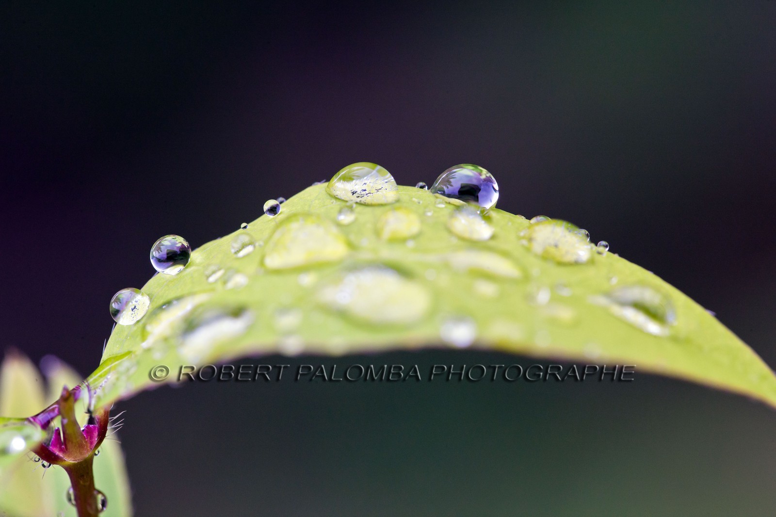 Chèvrefeuille, Lonicera