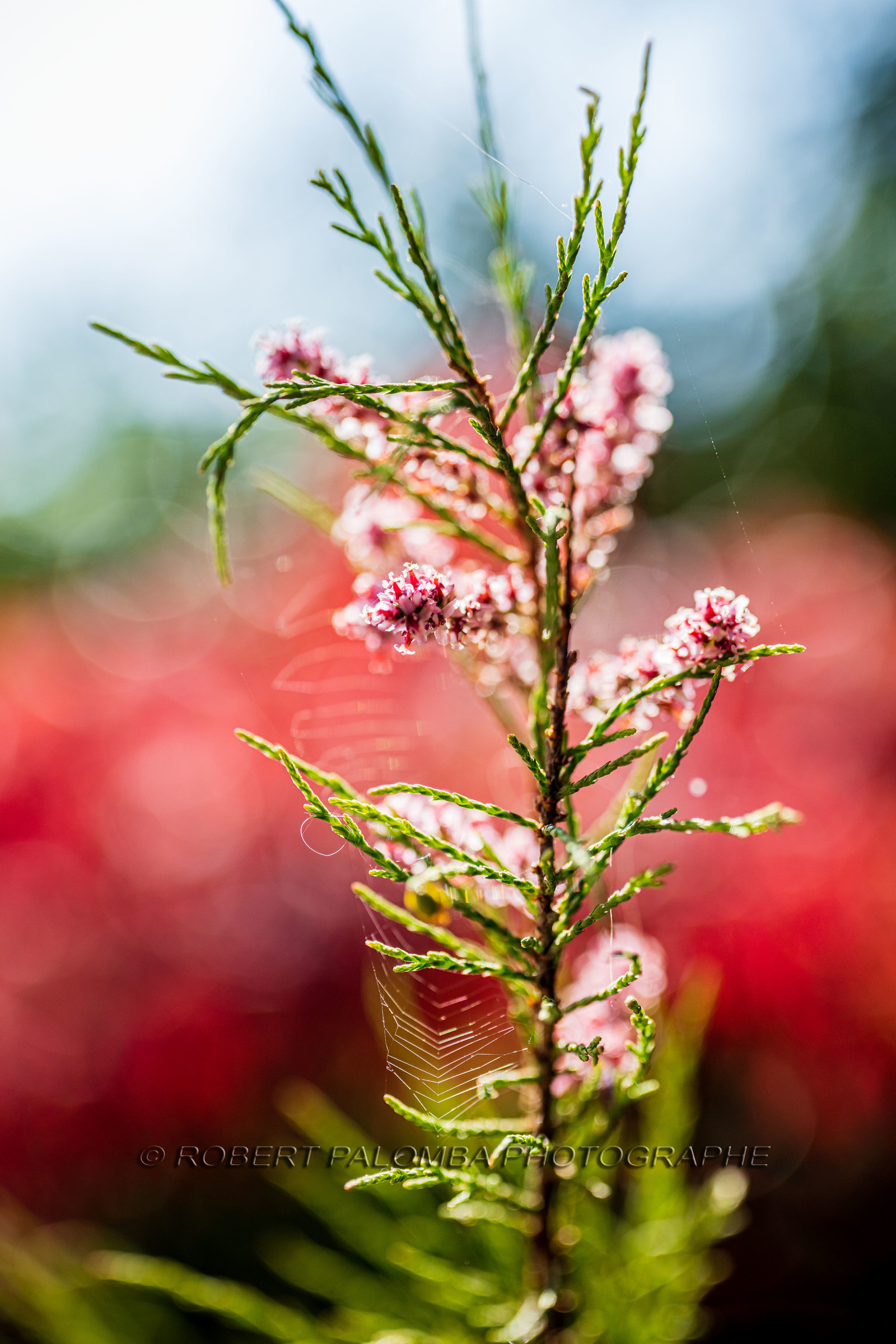 Flore méditerranéenne