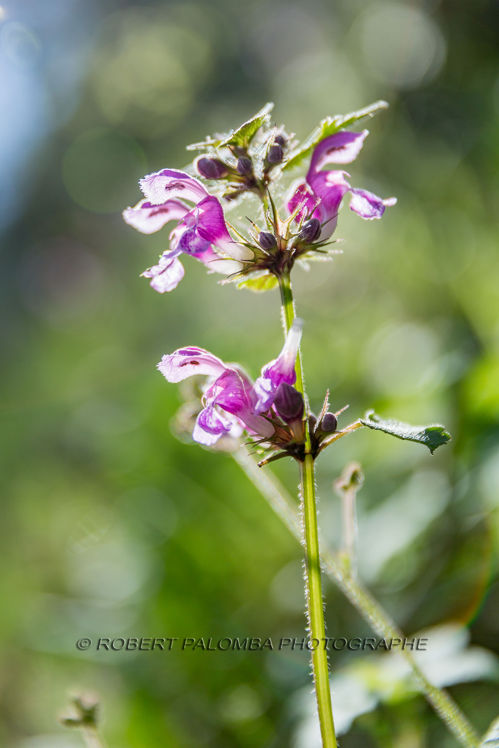 France, Haute-Alpes (05) Alpina flower