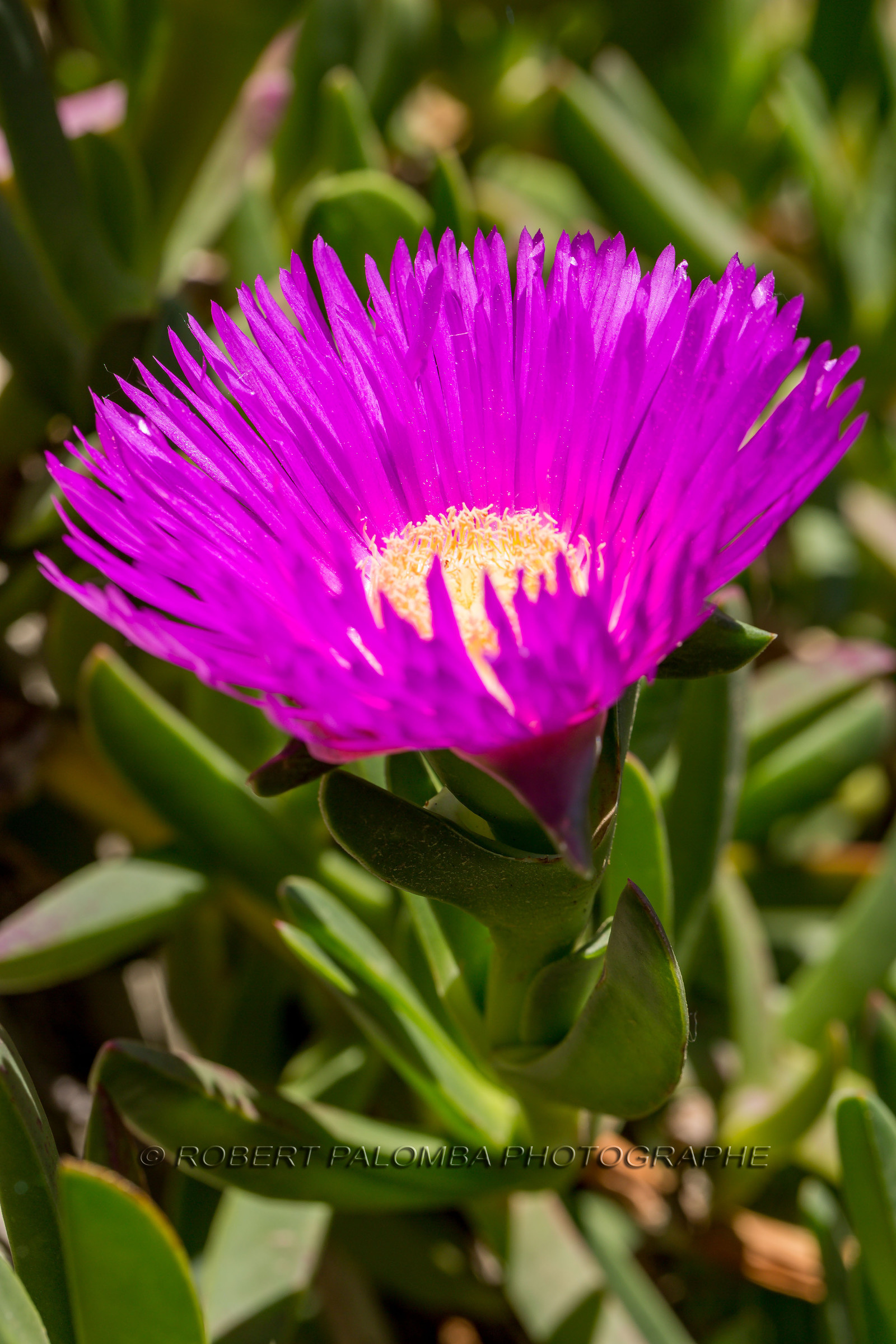 Flore Méditerranéenne
