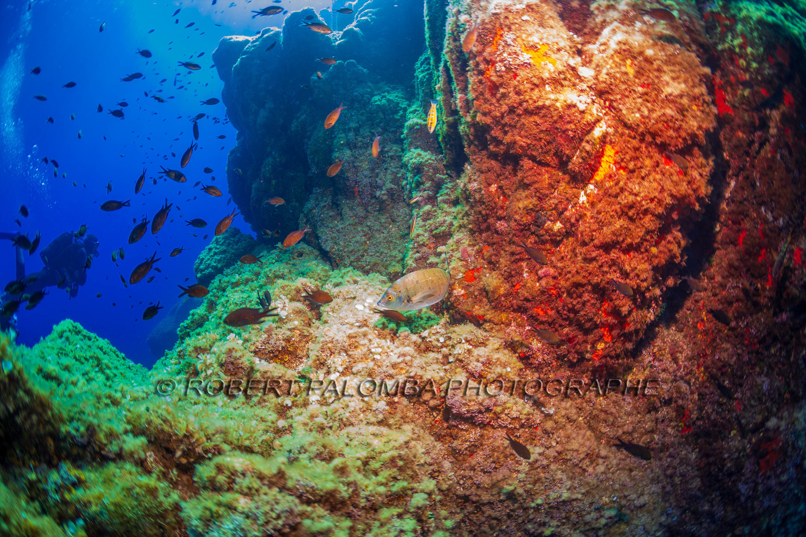 Plongée-sous-marine