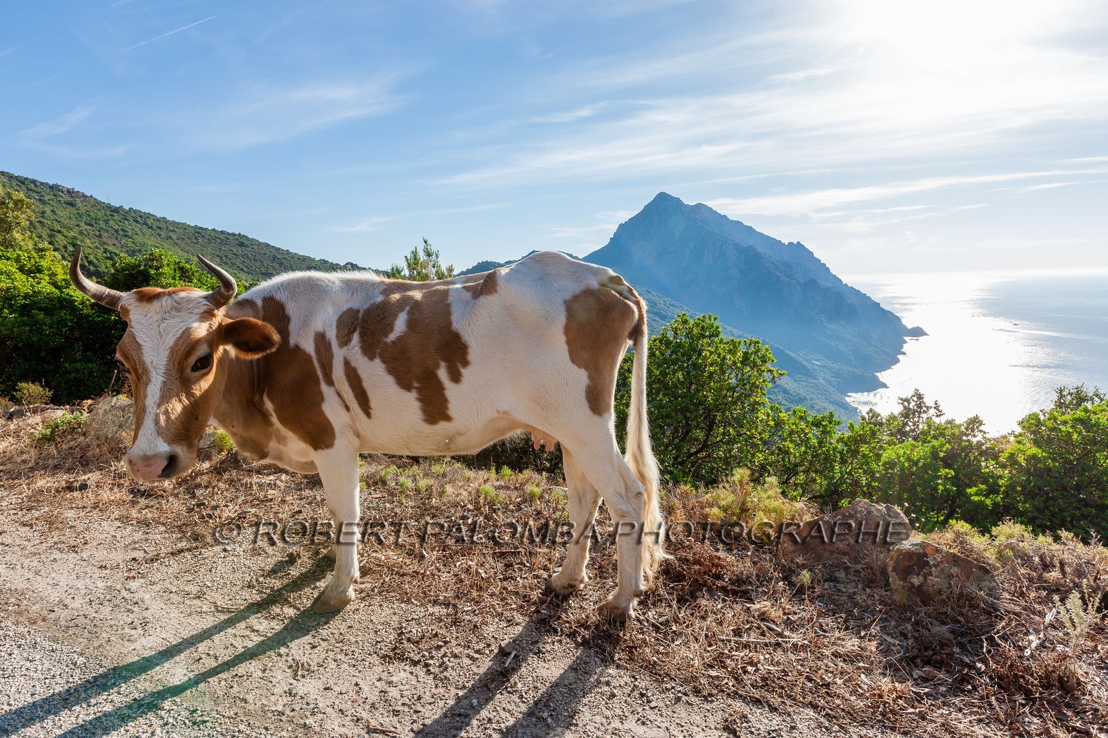 Vache corse