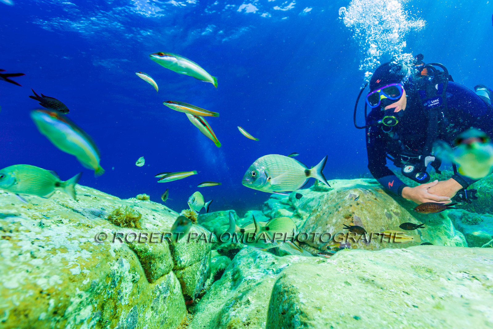 Plongée-sous-marine