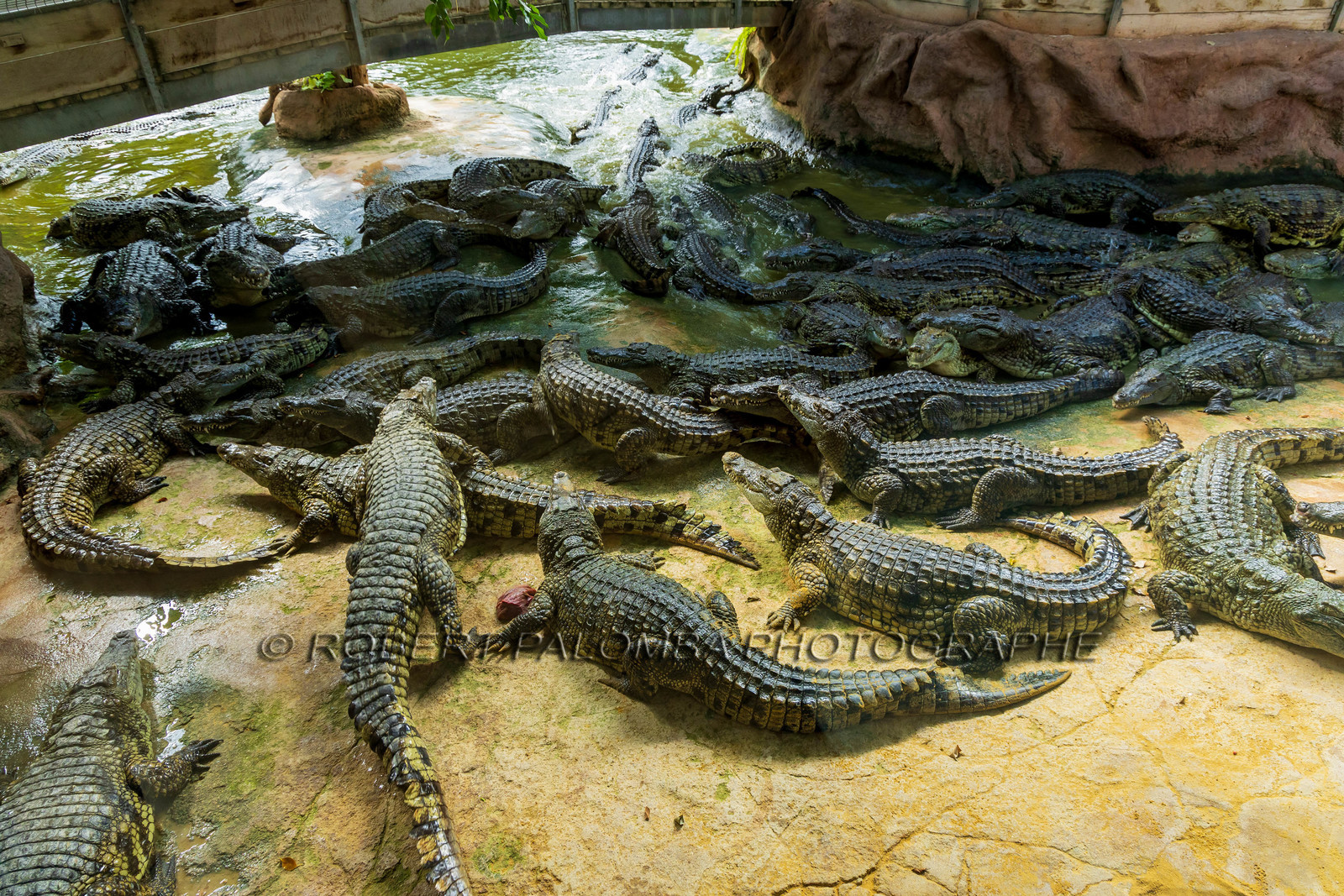 La Ferme aux crocodiles
