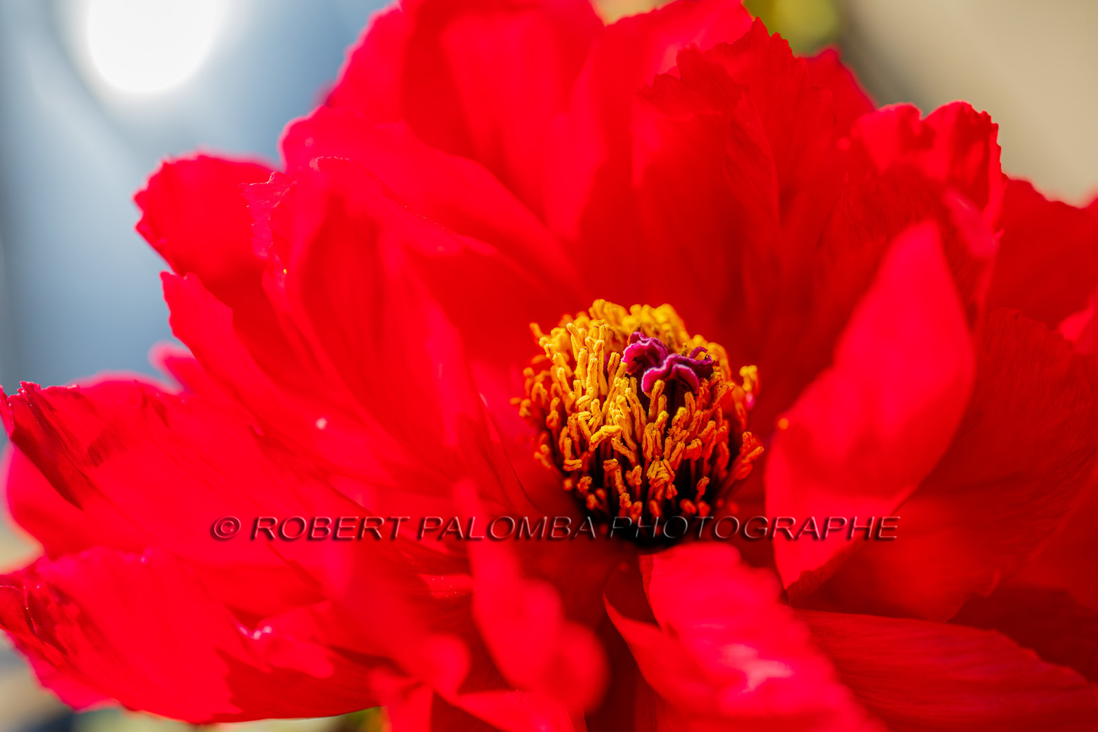 Flore méditerranéenne