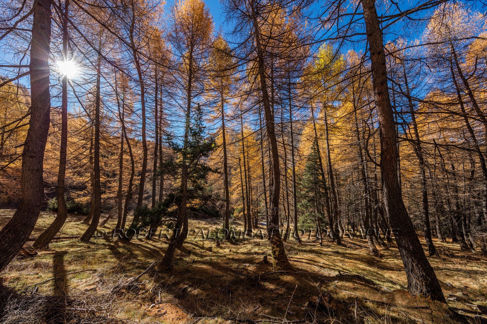 Alpes-de-Haute-Provence (04) Val d'Allos, Forêt de mélèzes en montant vers le lac d'Allos, 2220 m est le plus grand lac naturel d'altitude en Europe