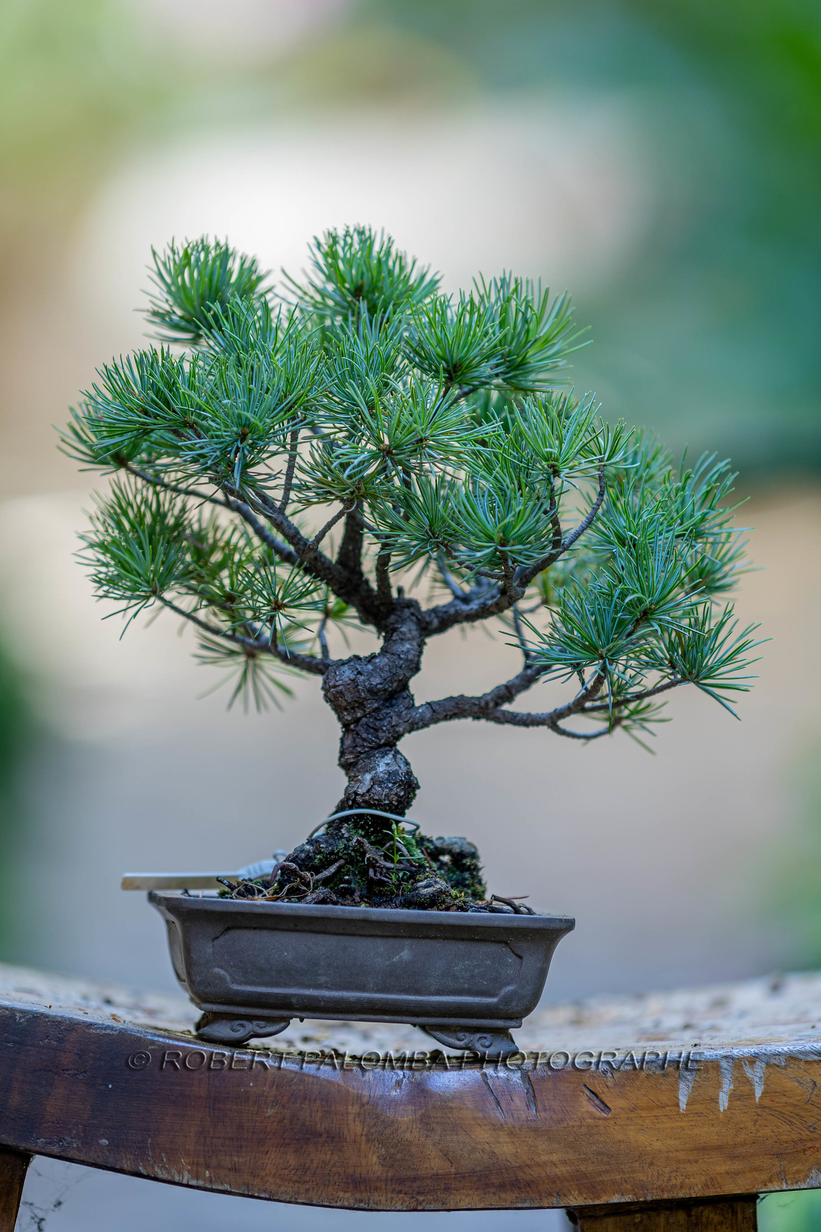 Bonsai
