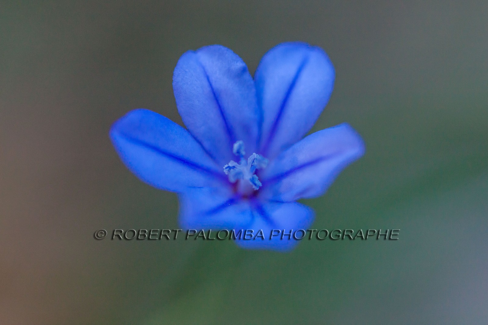 Aphyllante de Montpellier