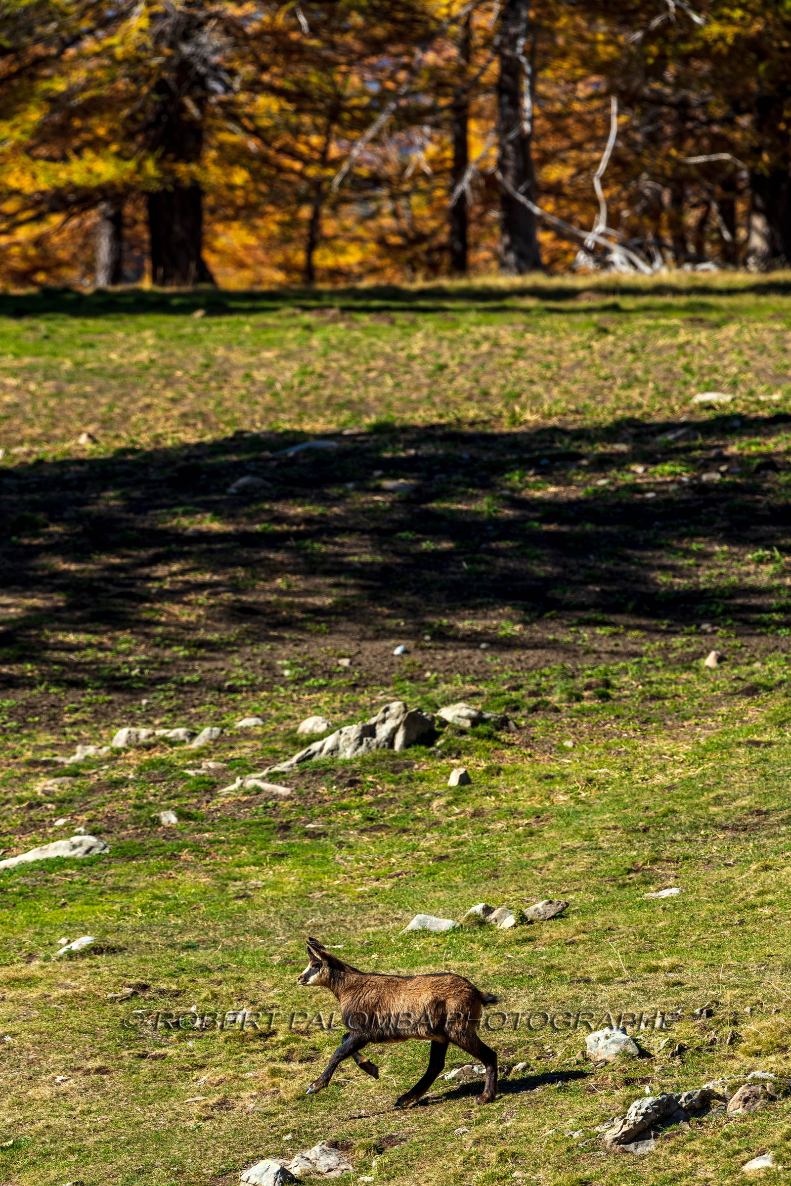Chamois, Rupicapra rupicapra