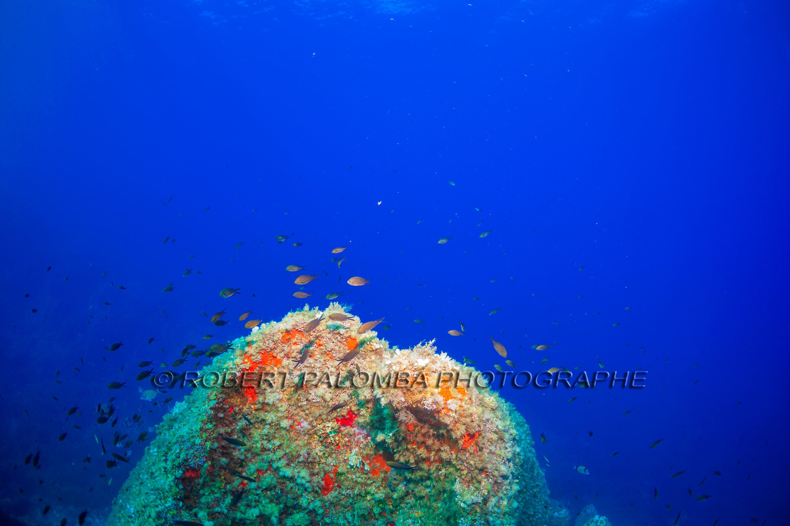 Plongée-sous-marine