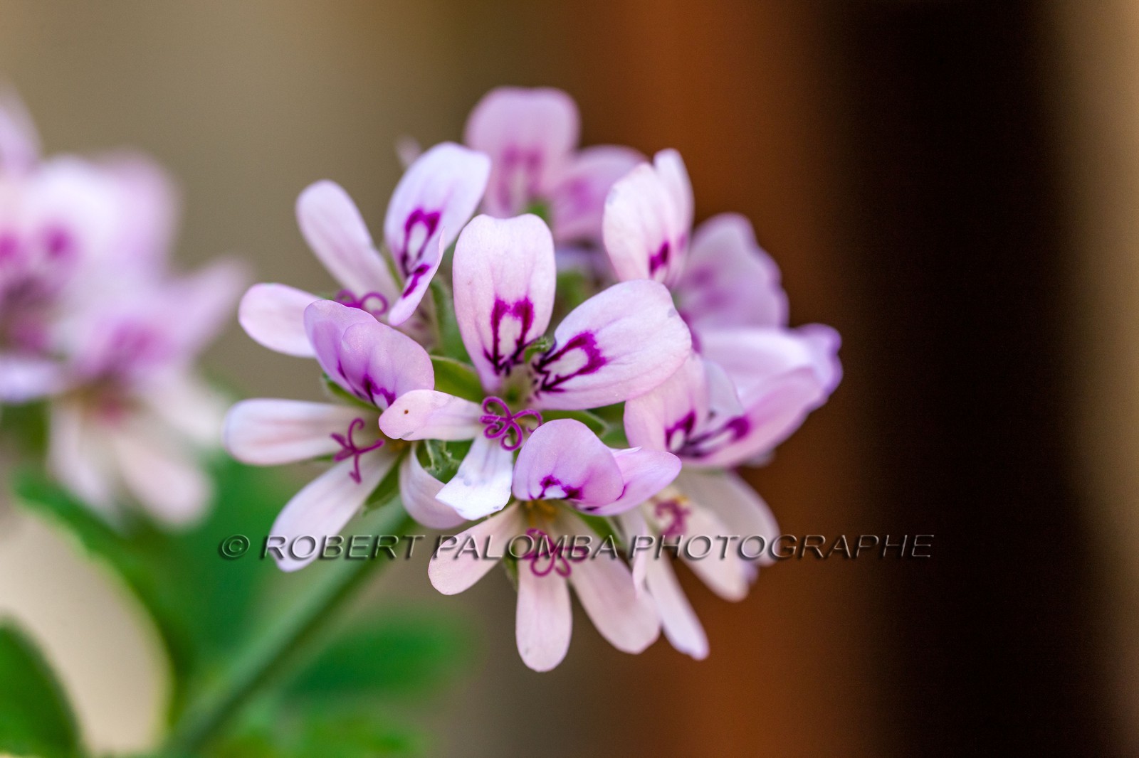 Flore Méditerranéenne