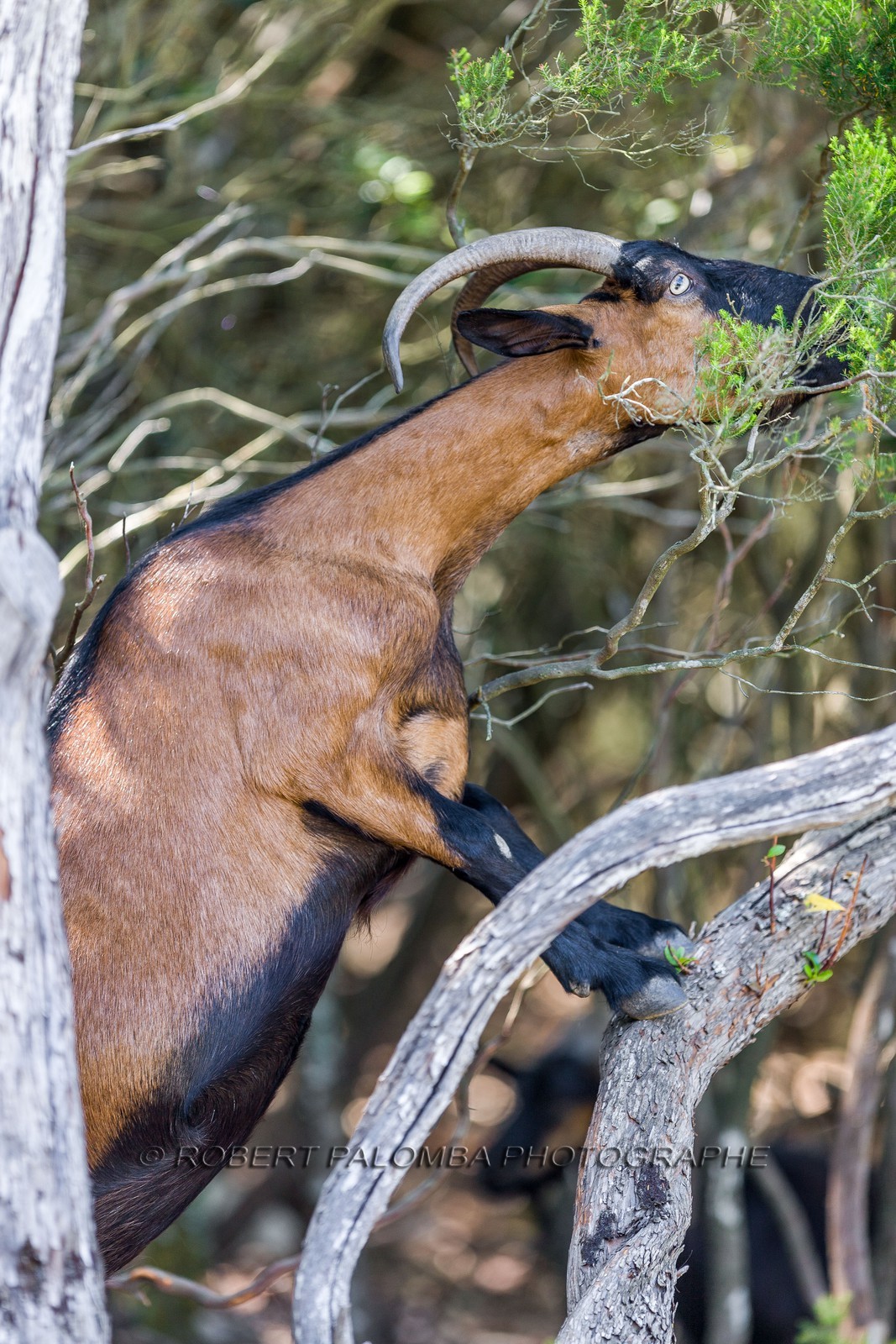 Chèvre corse