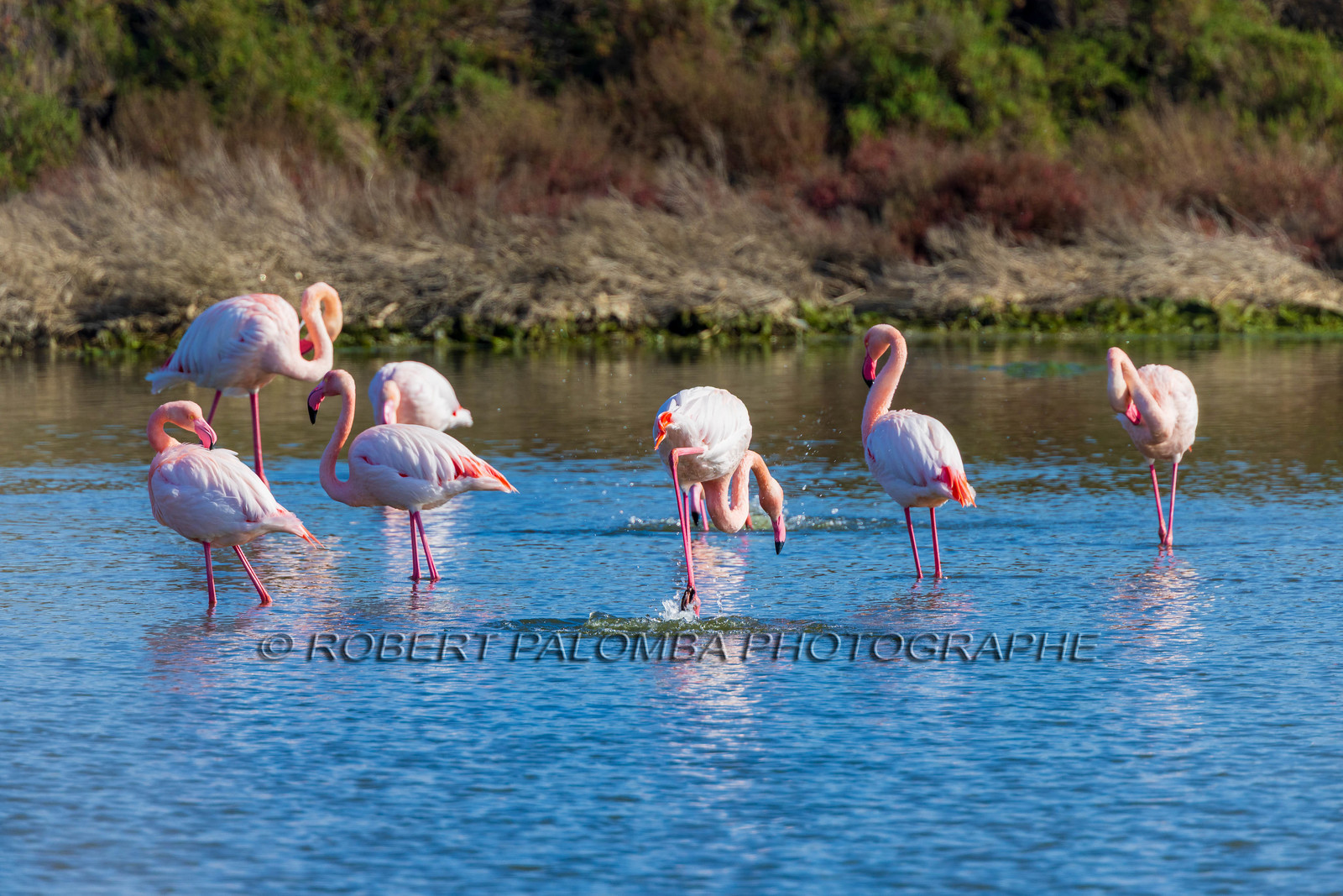 Flamant rose