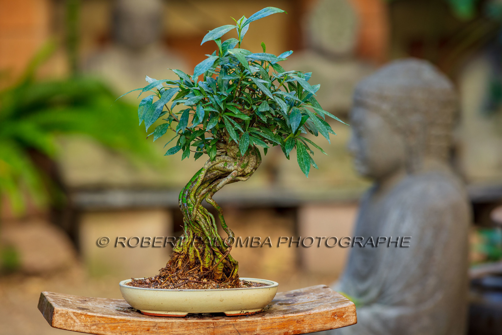 Bonsai